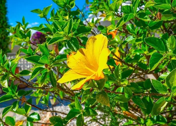 Apartment Inftour La Vina Calpe